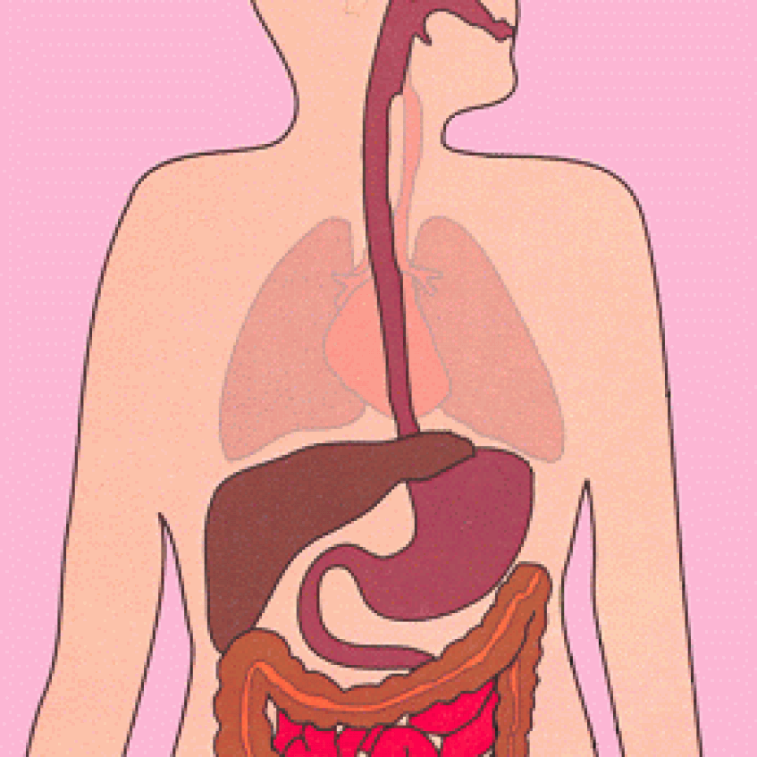 Рот пищевод кишечник. Пищеварительная система человека гифка. Пищеварение анимация. Пищеварительная система gif. Пищеварительная система человека анимация.