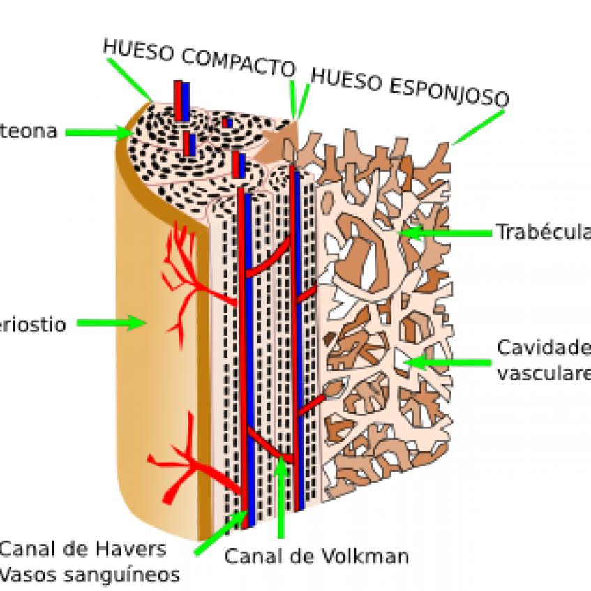 Компактное вещество. Микроскопическое строение кости. Кость компактное вещество. Состоит из компактного вещества. Компактное вещество кости состоит из