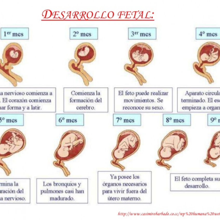 Bebe De Dos Meses En El Vientre Consejos De Bebe