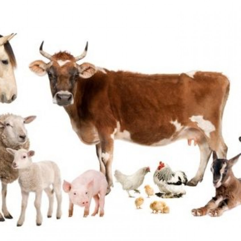 Tipos de animales - Pictoeduca