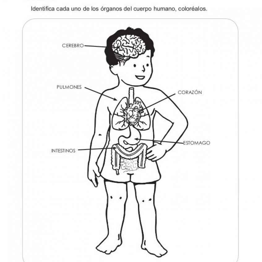 Lista 103 Foto Partes Del Cuerpo Humano Para Recortar Y Armar A Color