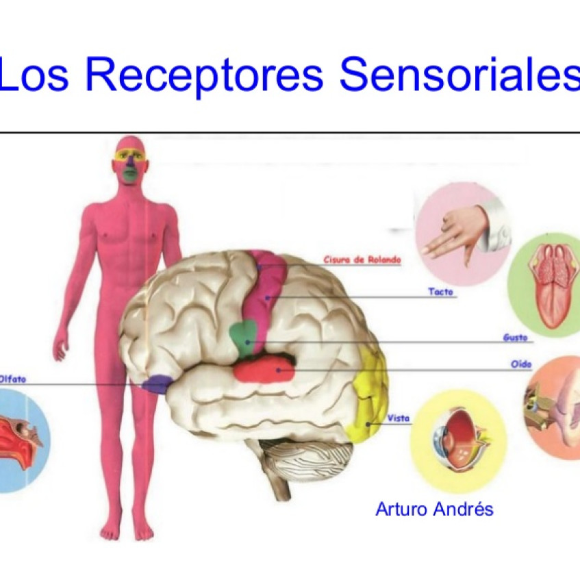 LA FUNCIÓN DE RELACIÓN EL SISTEMA NERVIOSO Pictoeduca LA FUNCIÓN DE RELACIÓN EL SISTEMA NERVIOSO Pictoeduca