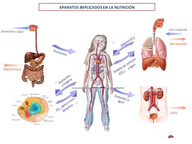 LA FUNCIÓN DE NUTRICIÓN: APARATO DIGESTIVO - Pictoeduca