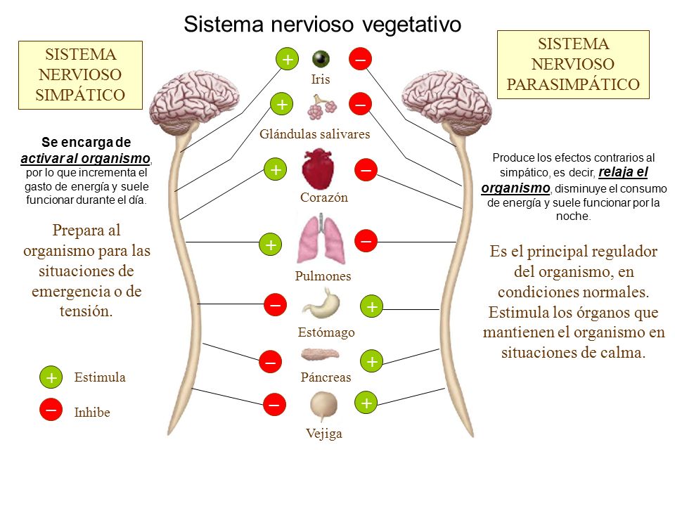 Cetosis nerviosa en bovinos