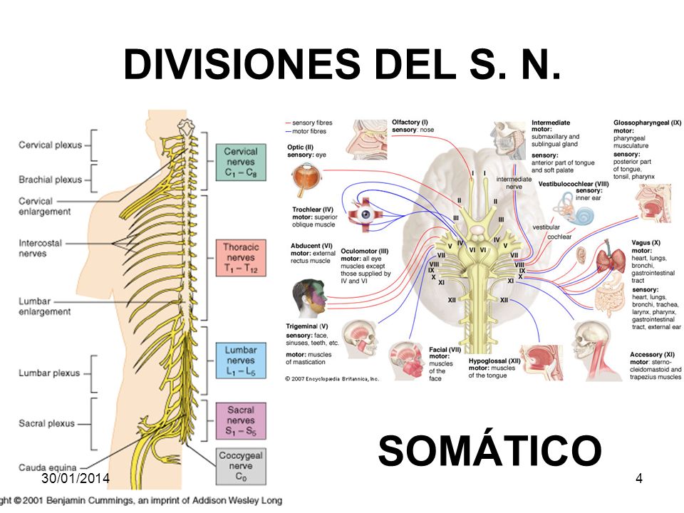 NERBIO SISTEMA SOMATIKOA