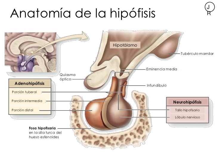 LA FUNCIÓN DE RELACIÓN: EL SISTEMA ENDOCRINO - Pictoeduca