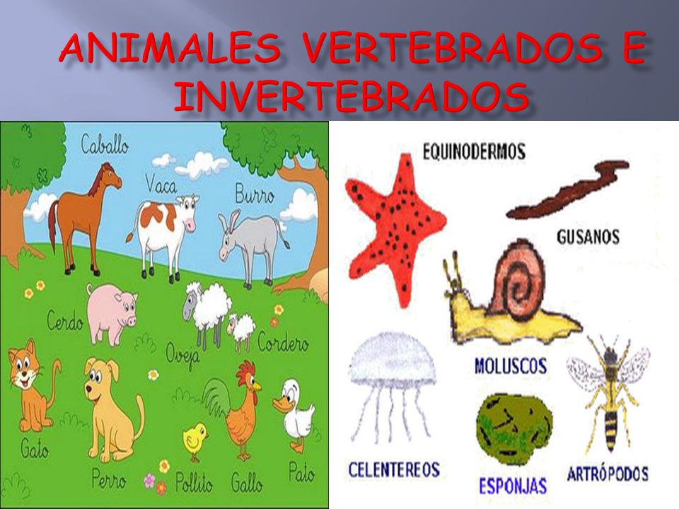 Resultado de imagen de VERTEBRADOS E INVERTEBRADOS