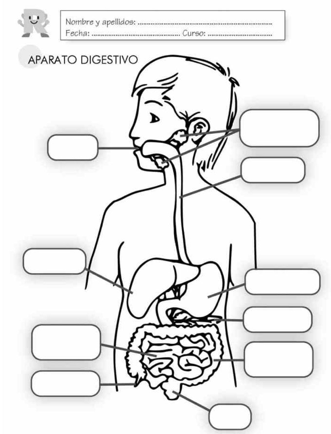 El aparato digestivo - Pictoeduca El aparato digestivo - Pictoeduca