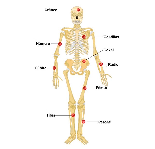 El Cuerpo Humano Y Partes Del Mismo Pictoeduca